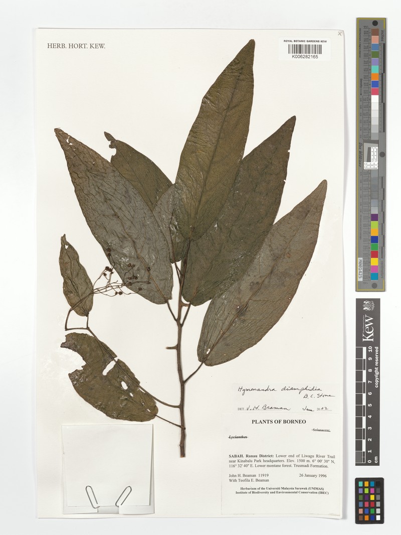Hymenandra diamphidia