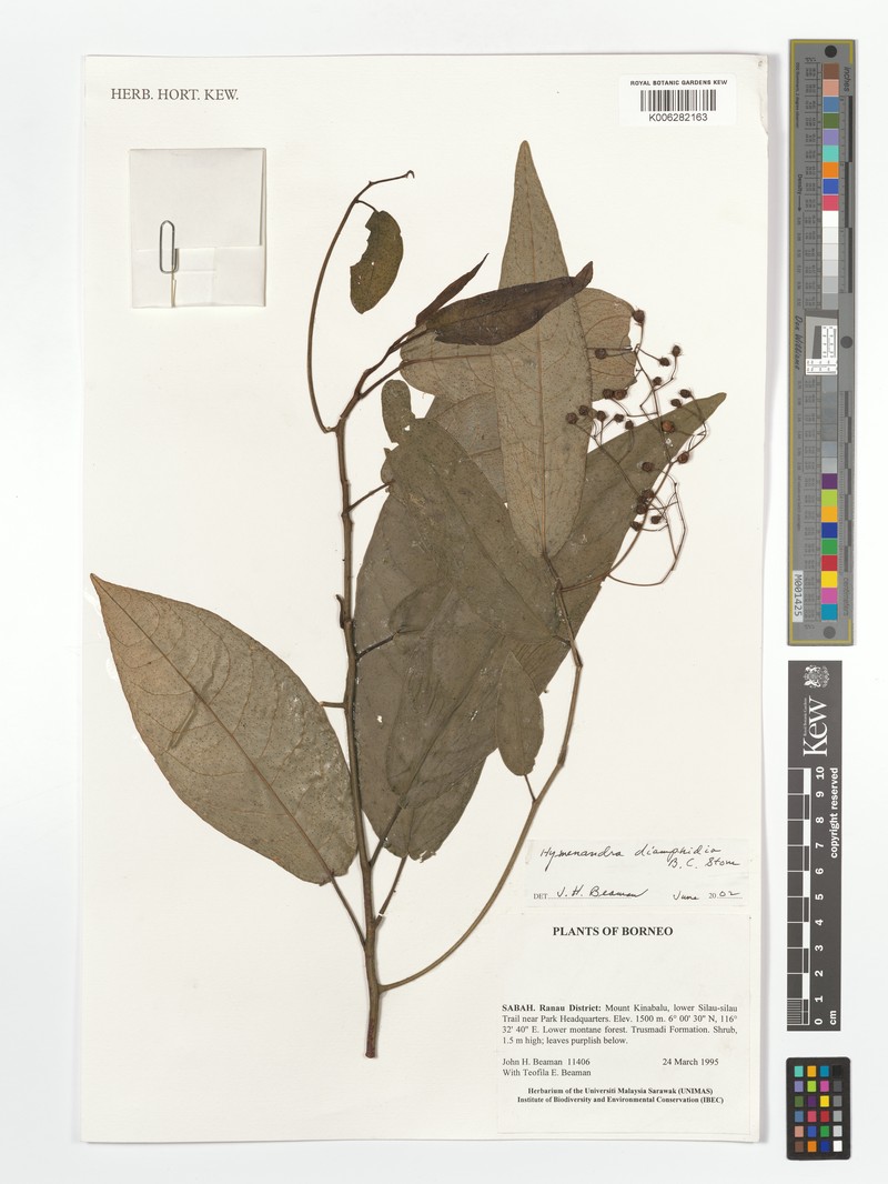 Hymenandra diamphidia photo 2