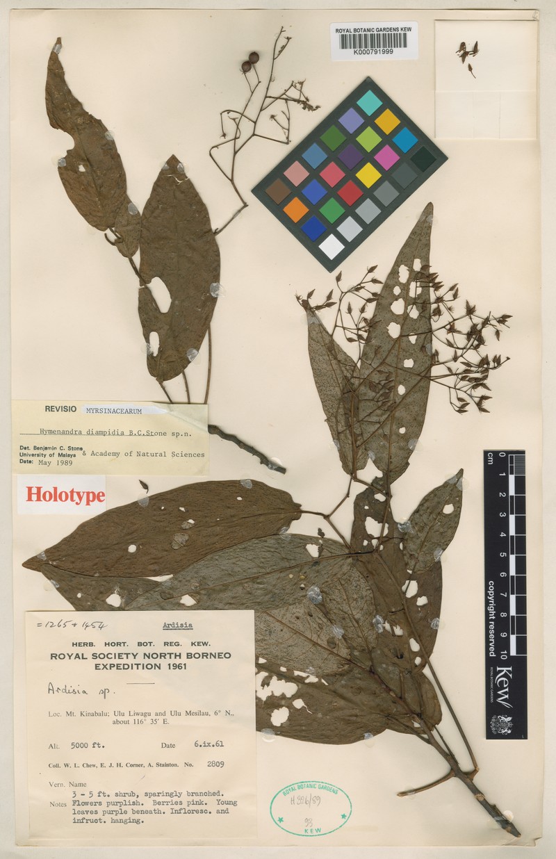 Hymenandra diamphidia photo 3