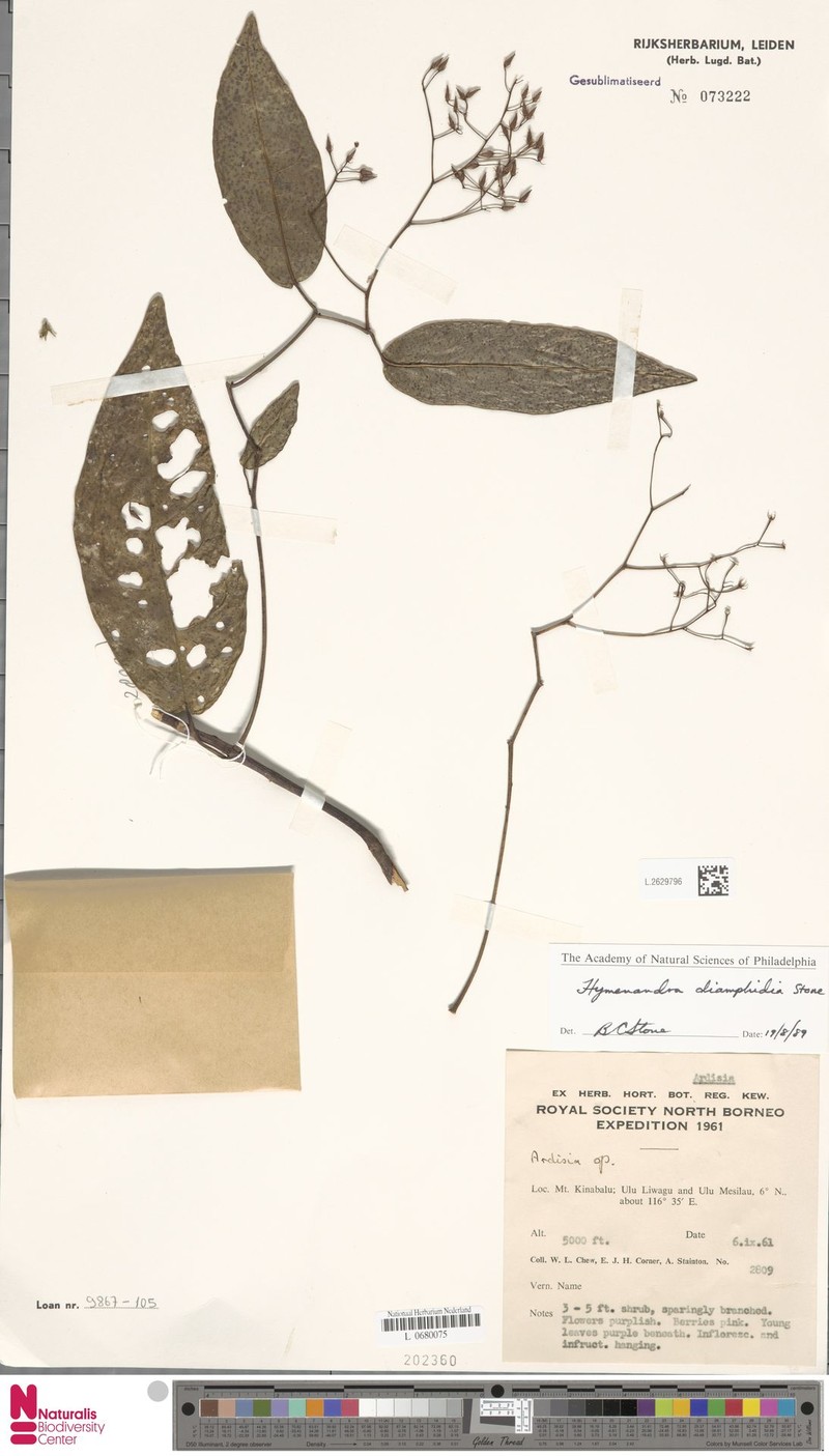Hymenandra diamphidia photo 4