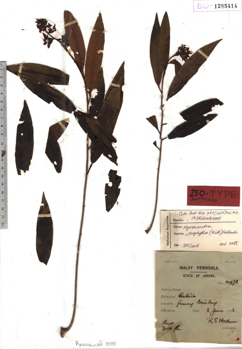 Hymenandra iteophylla