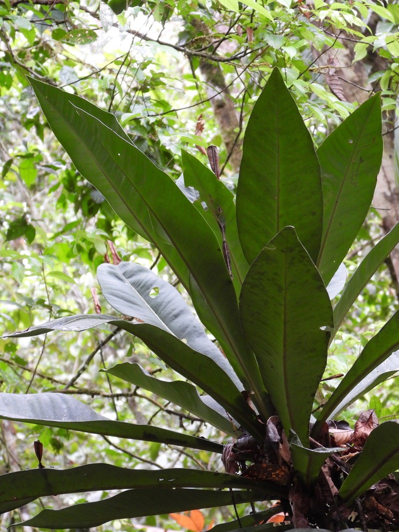 Hymenandra pittieri
