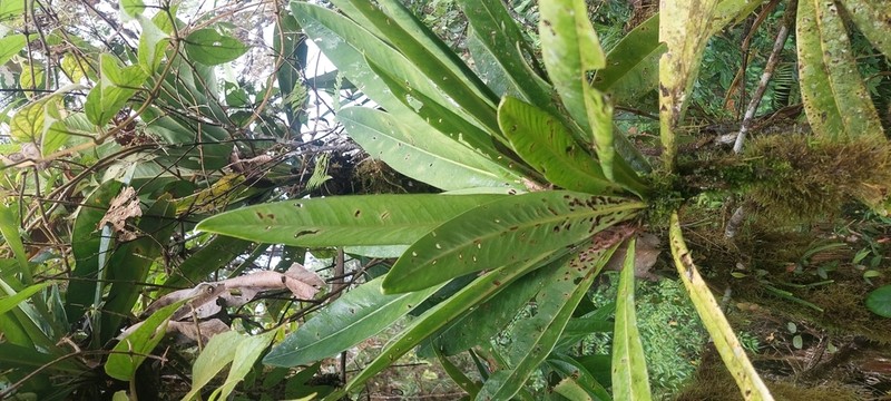 Hymenandra pittieri photo 2