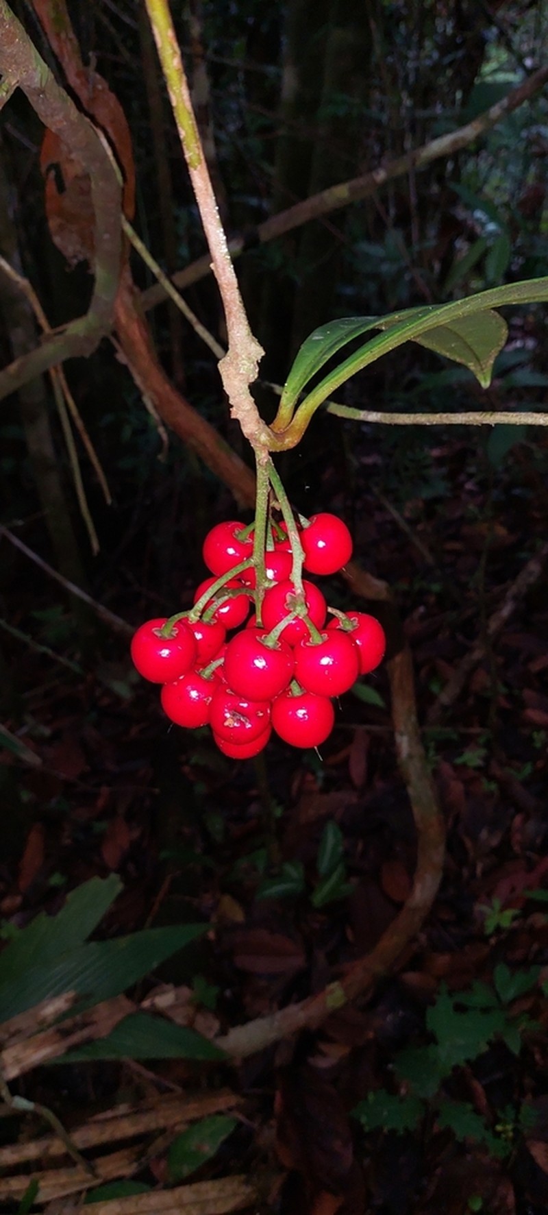 Hymenandra pittieri photo 3