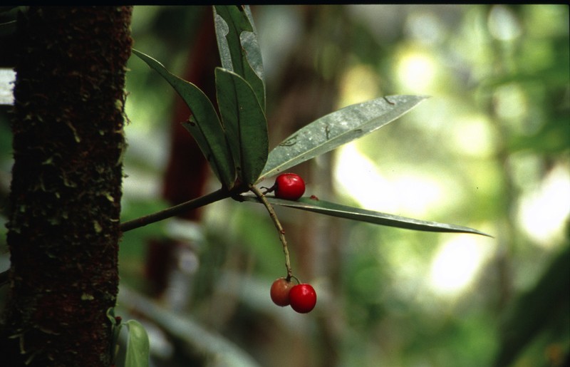 Hymenandra pittieri photo 4