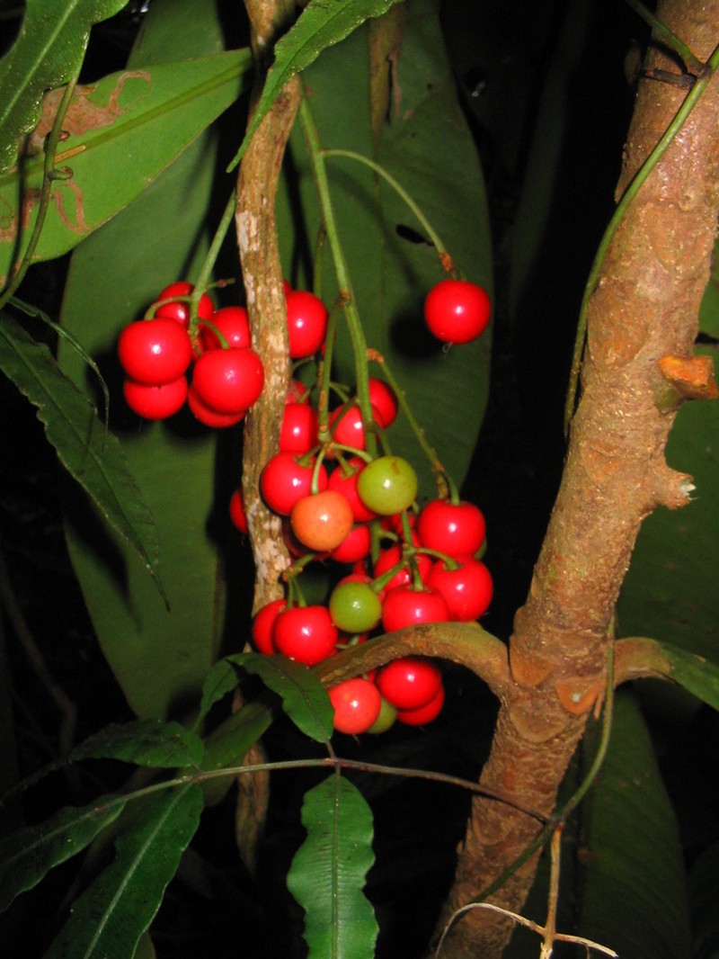 Hymenandra pittieri photo 5