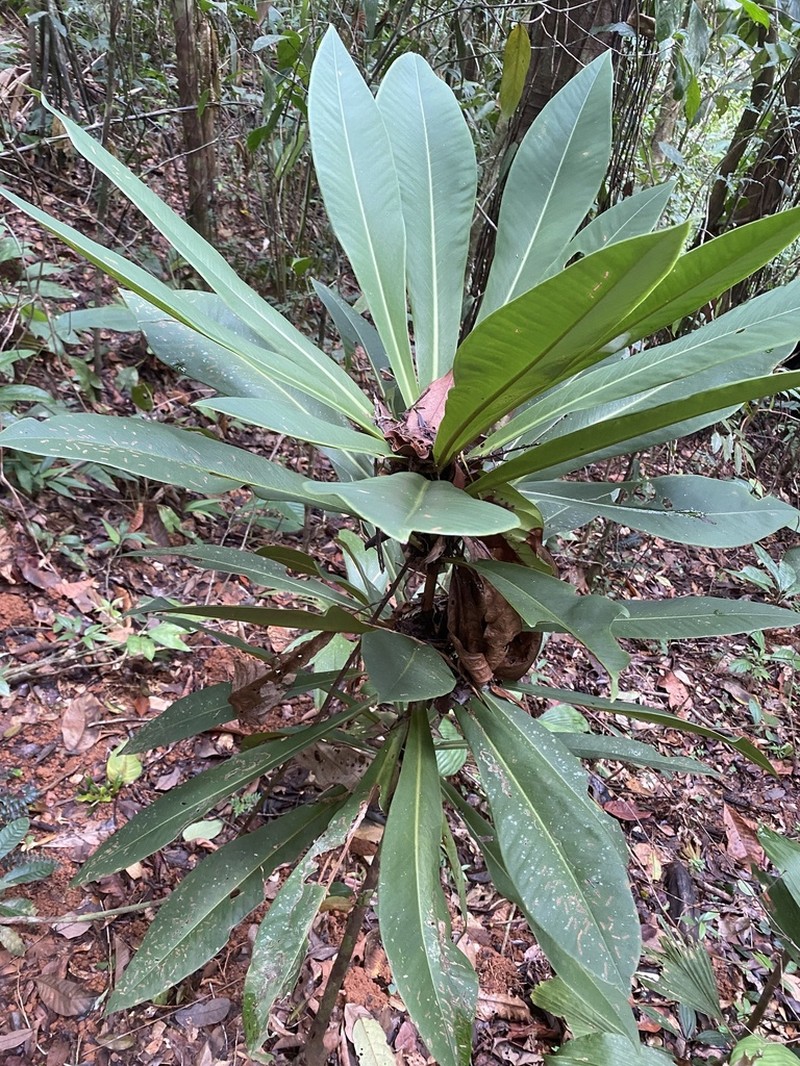 Hymenandra pittieri photo 6