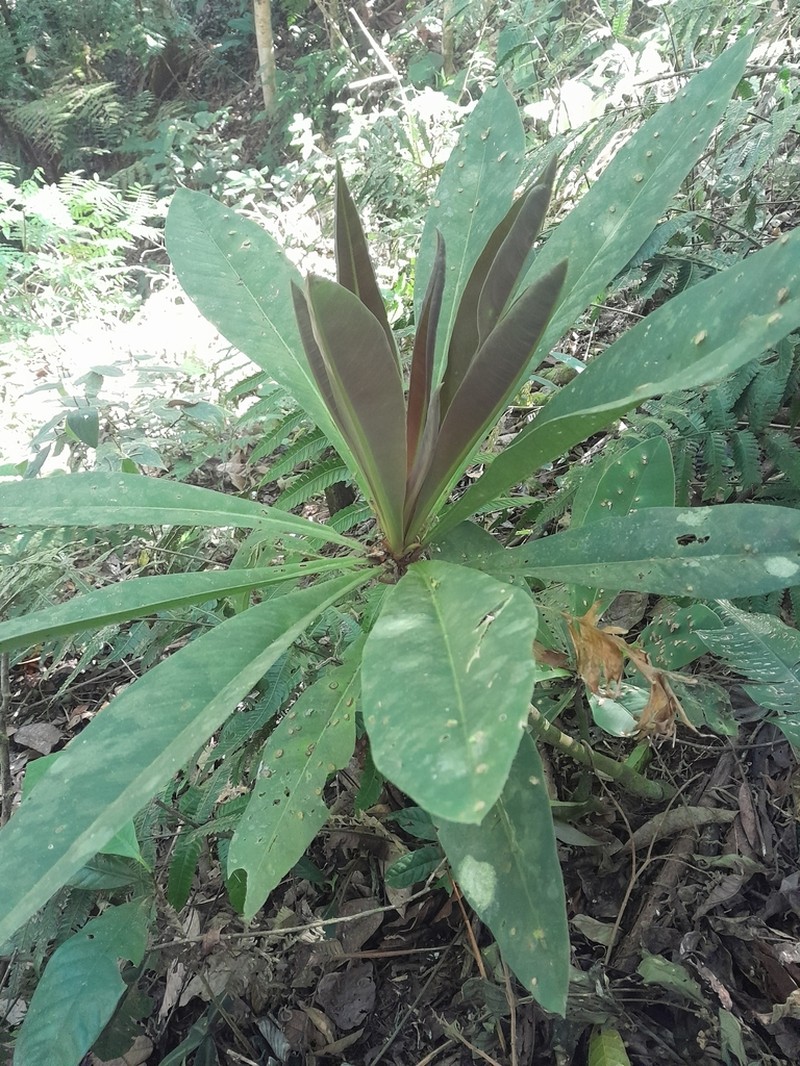 Hymenandra pittieri photo 7