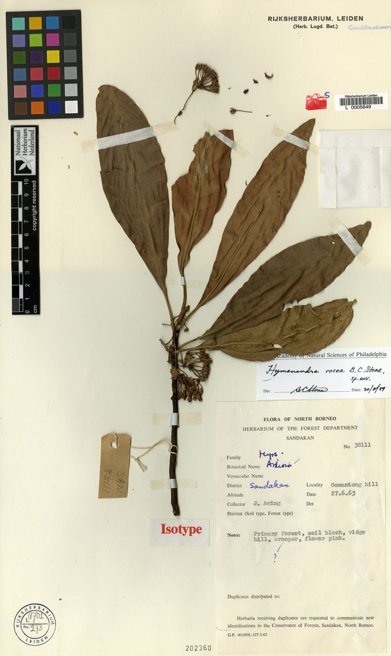 Hymenandra rosea