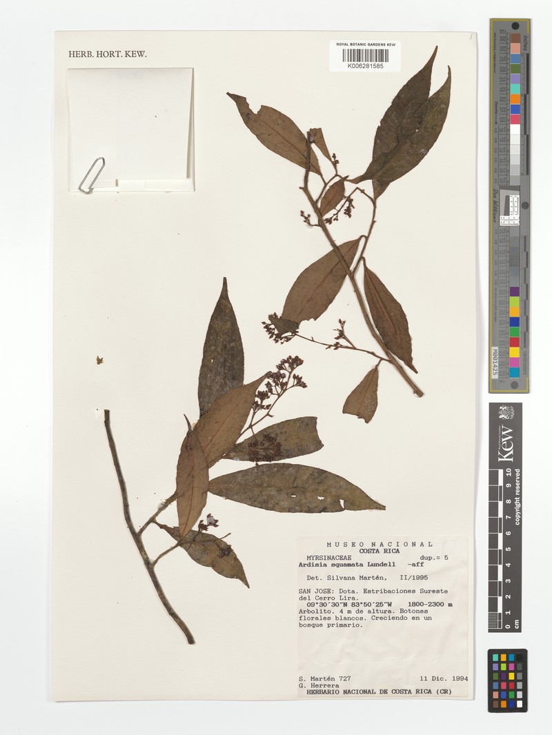 Hymenandra squamata