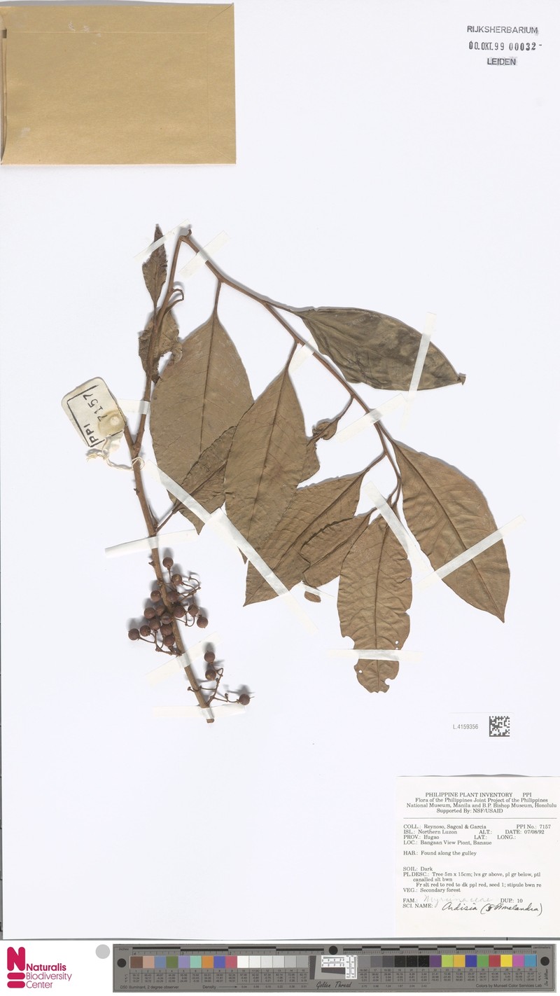 Hymenandra wallichii photo 2