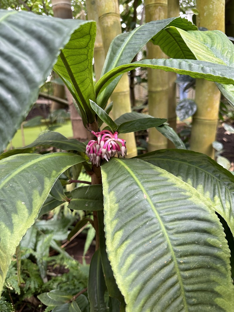 Hymenandra wallichii