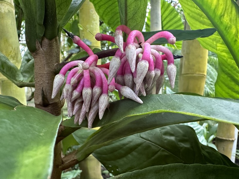 Hymenandra wallichii photo 3