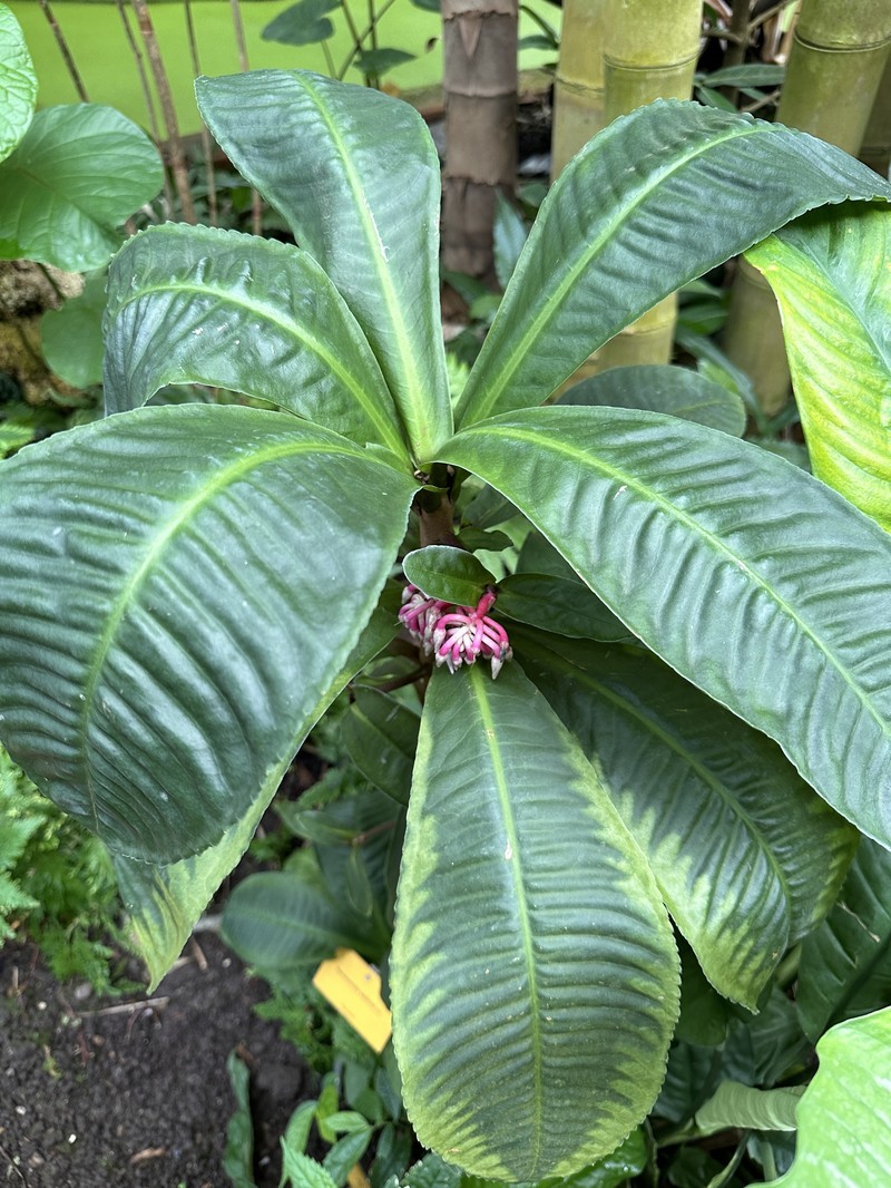 Hymenandra wallichii photo 4