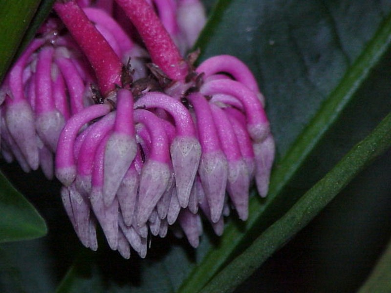 Hymenandra wallichii photo 5