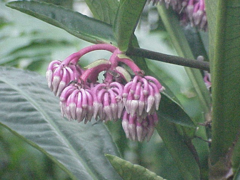 Hymenandra wallichii photo 6