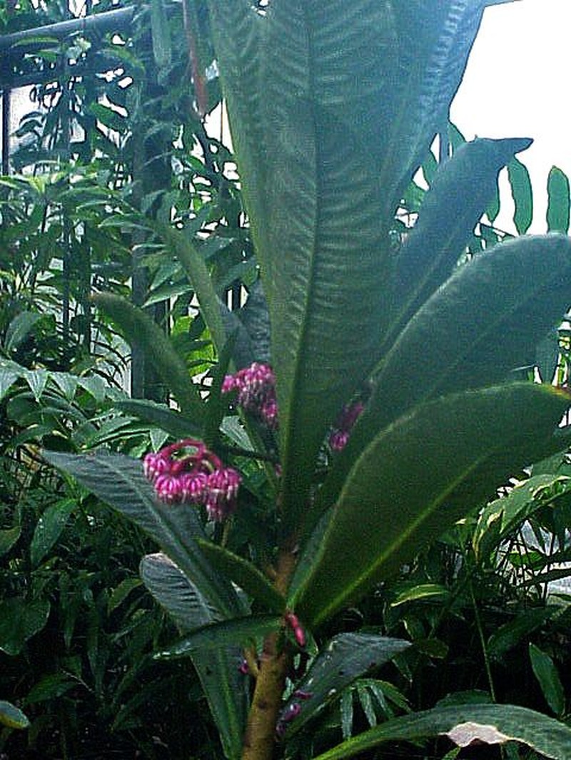 Hymenandra wallichii photo 7