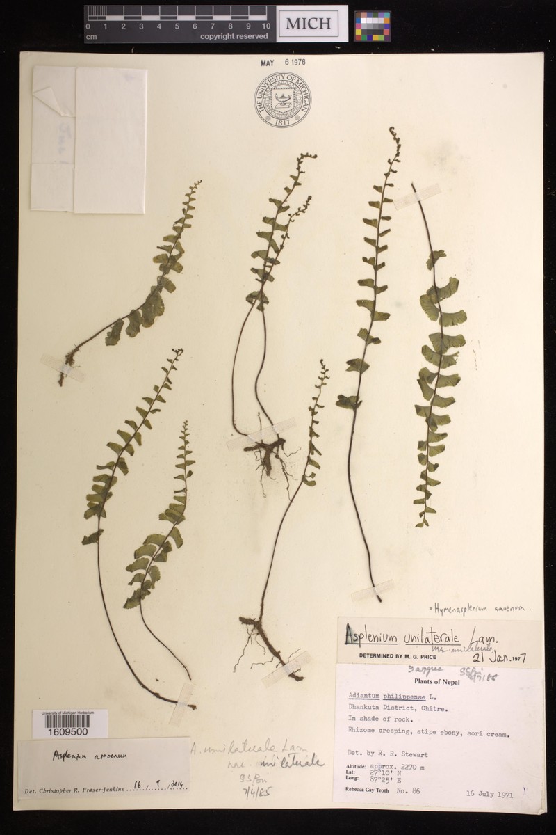 Hymenasplenium amoenum
