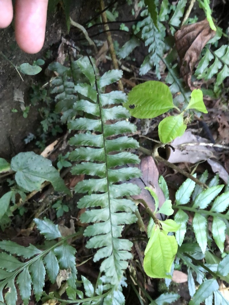 Hymenasplenium apogamum photo 2