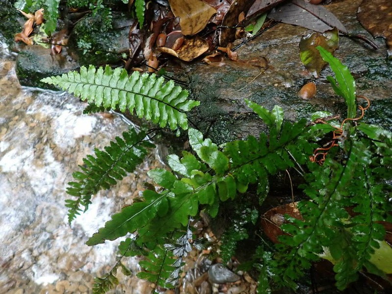 Hymenasplenium apogamum photo 3
