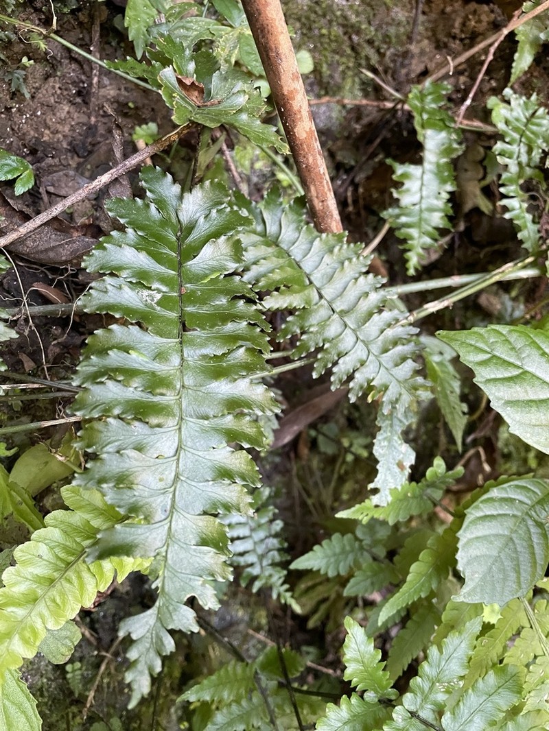 Hymenasplenium apogamum photo 4