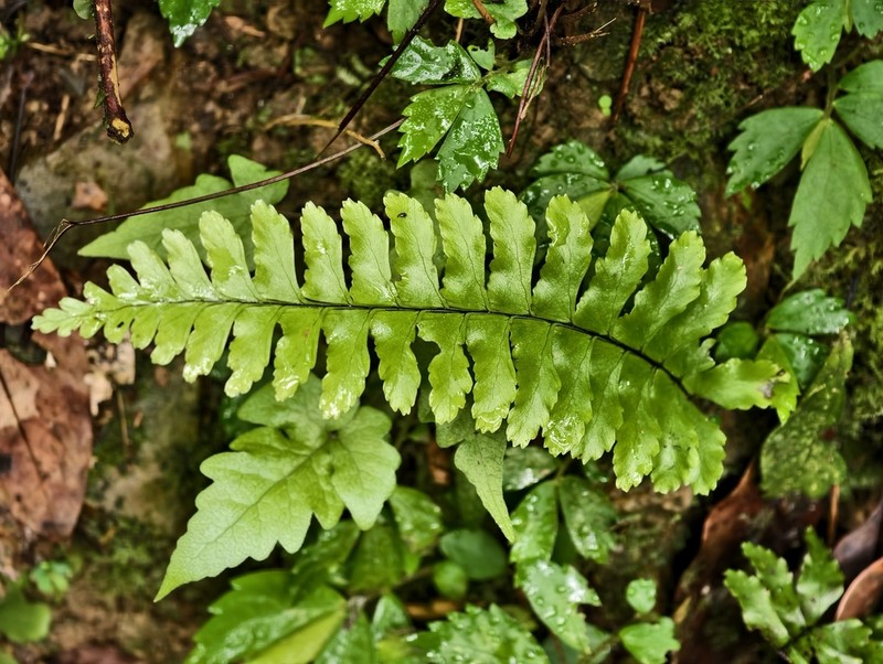 Hymenasplenium apogamum photo 5