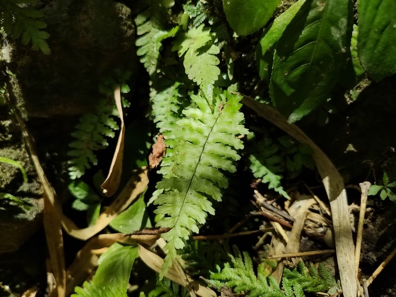 Hymenasplenium apogamum photo 6