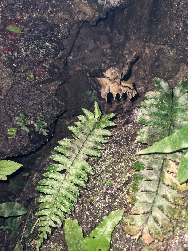 Hymenasplenium apogamum photo 7