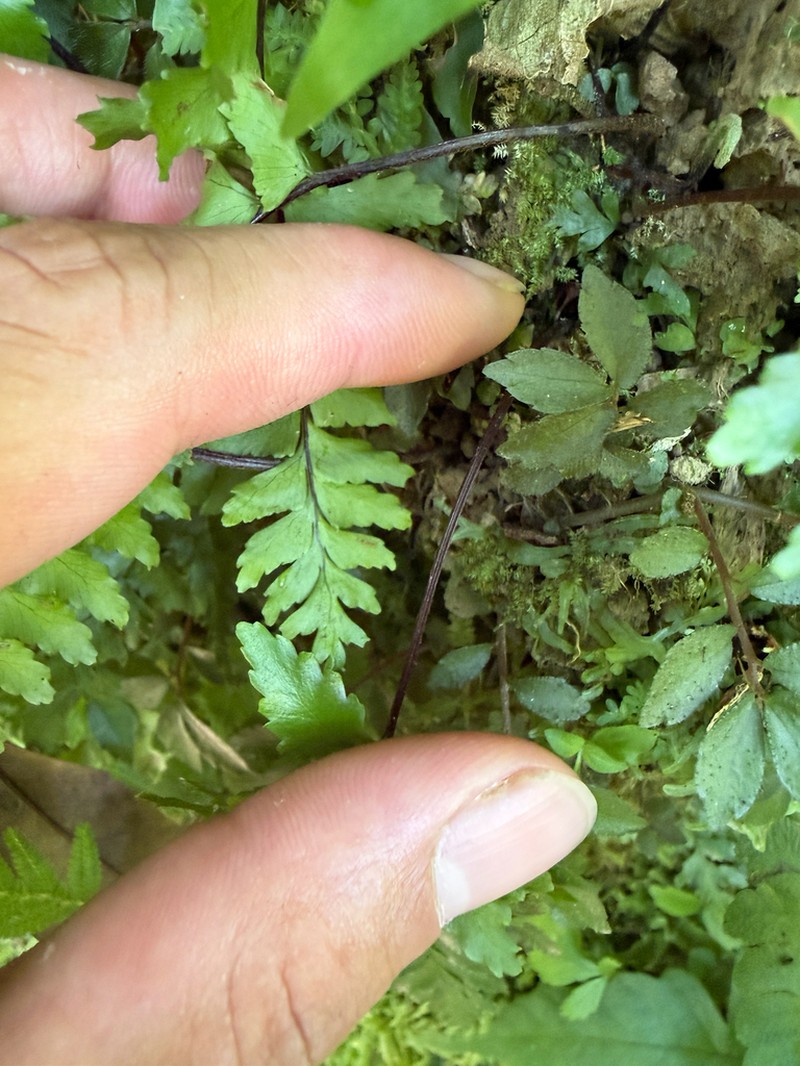 Hymenasplenium apogamum photo 8