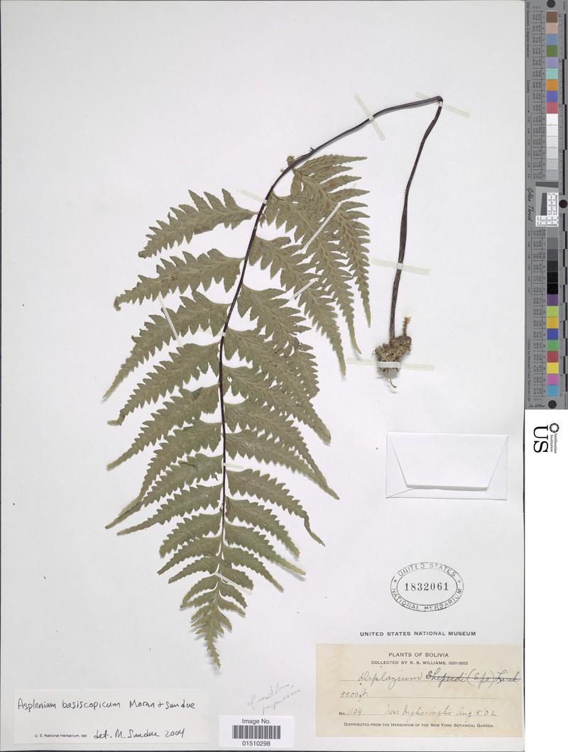 Hymenasplenium basiscopicum