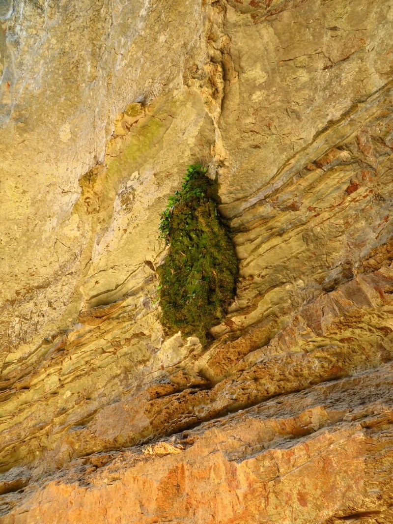 Hymenasplenium cardiophyllum photo 3