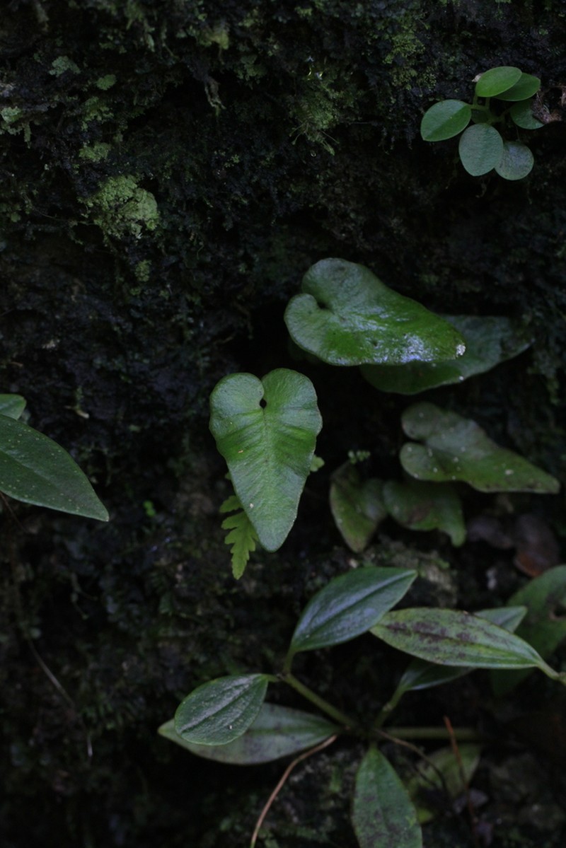 Hymenasplenium cardiophyllum photo 4