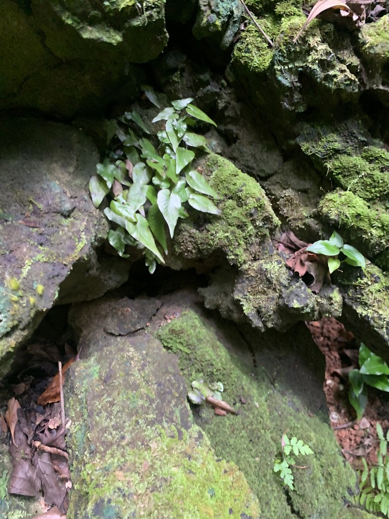Hymenasplenium cardiophyllum photo 5