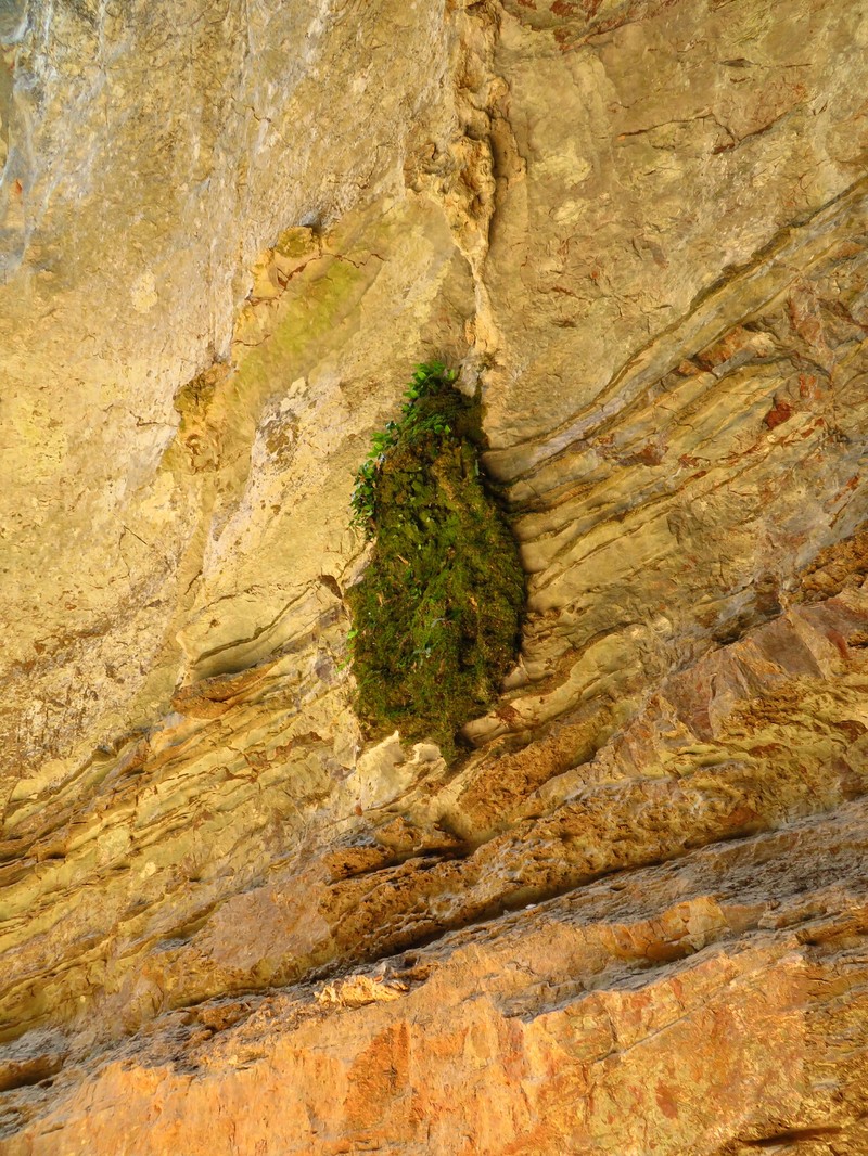 Hymenasplenium cardiophyllum photo 6