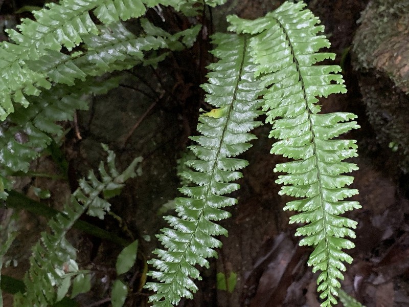 Hymenasplenium cheilosorum