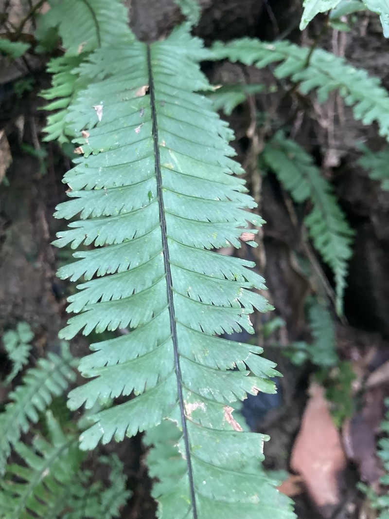 Hymenasplenium cheilosorum photo 2