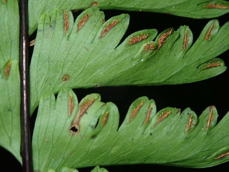 Hymenasplenium cheilosorum photo 3
