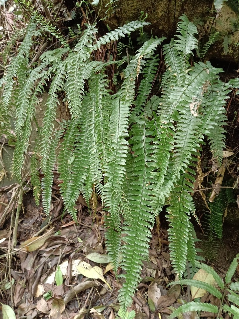 Hymenasplenium cheilosorum photo 4