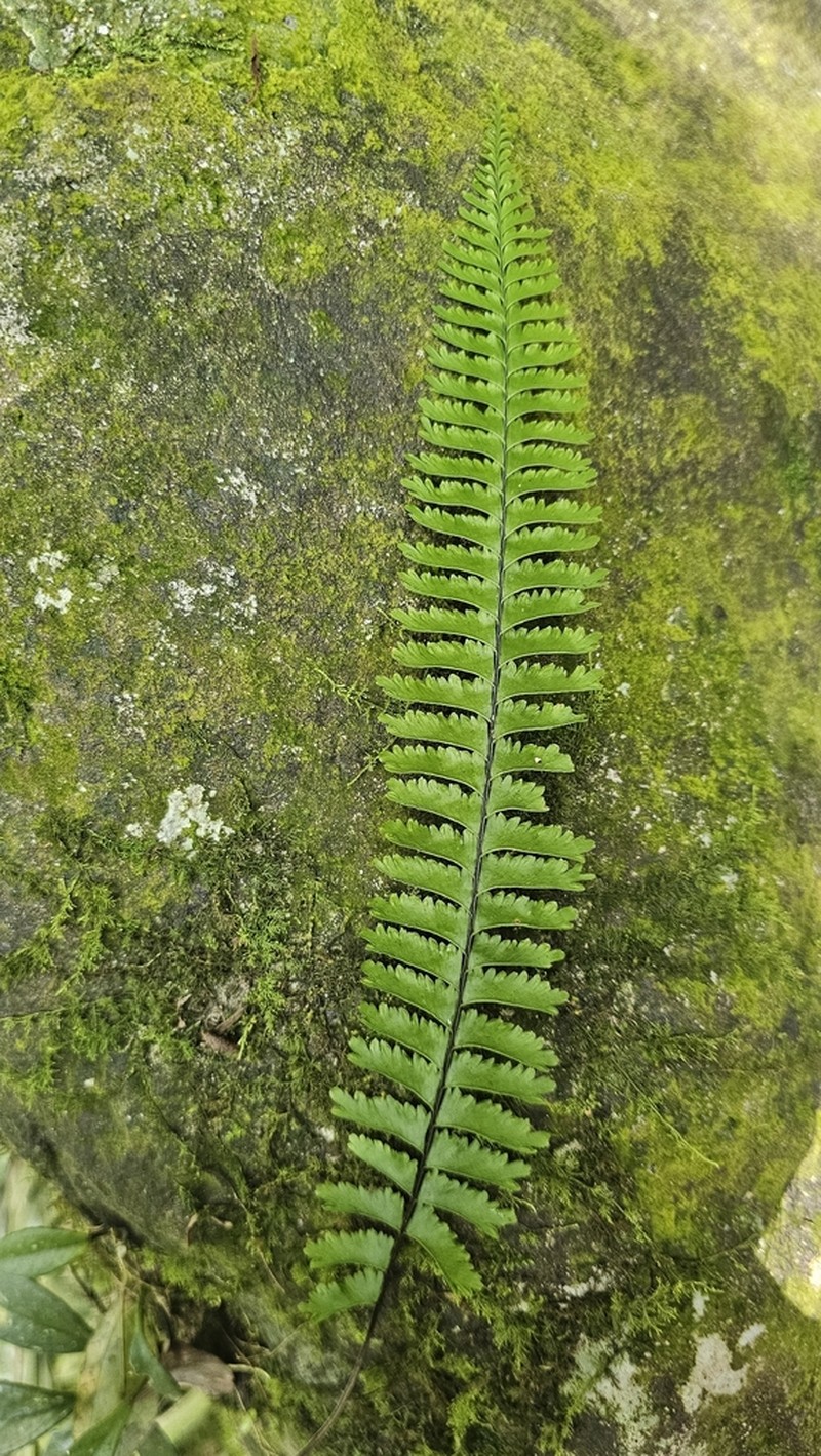 Hymenasplenium cheilosorum photo 5