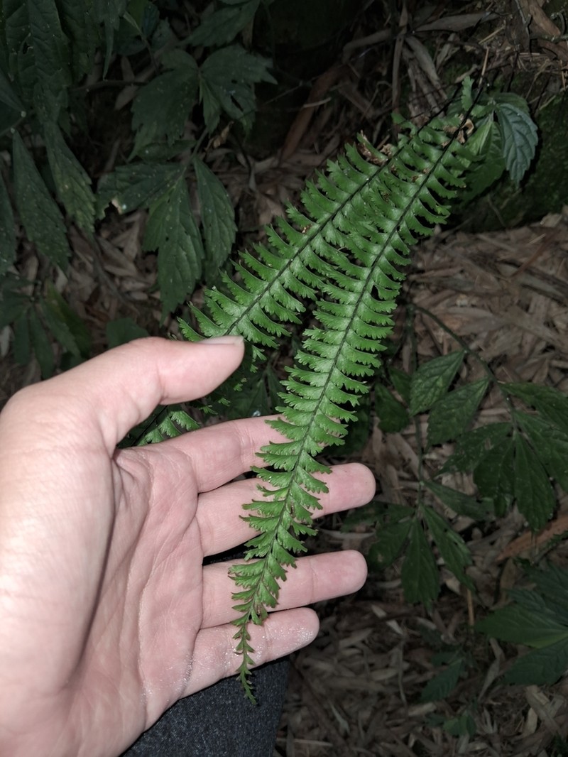 Hymenasplenium cheilosorum photo 6