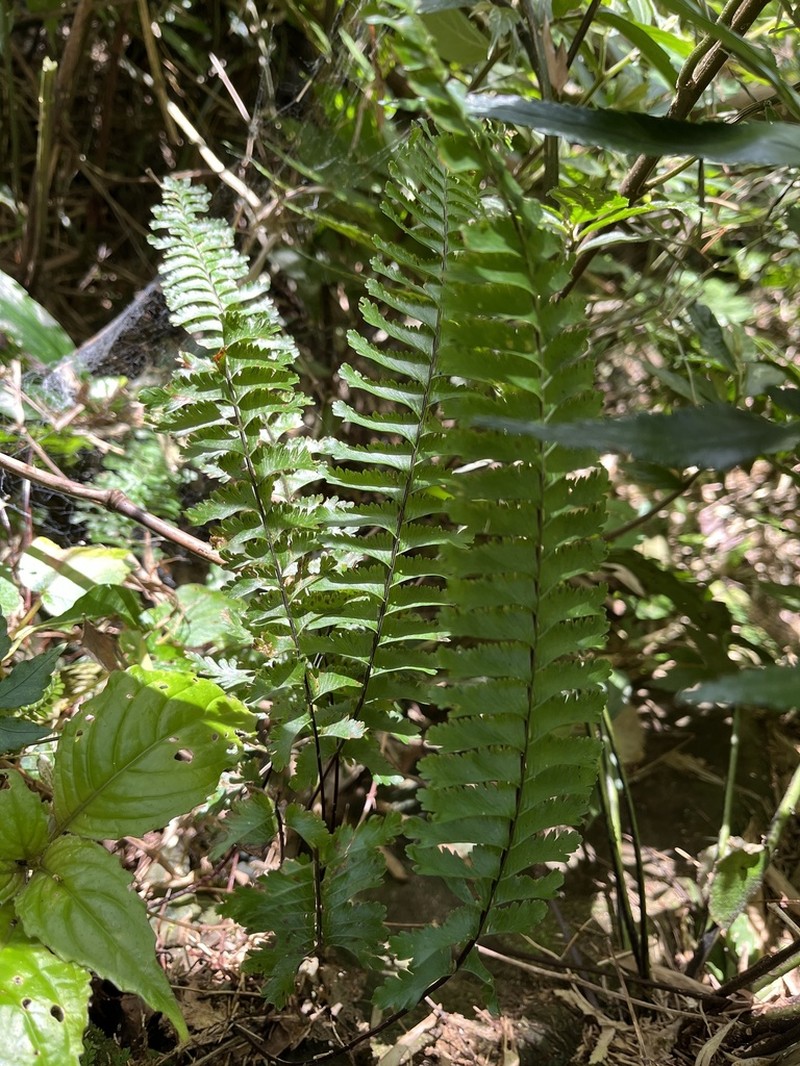Hymenasplenium cheilosorum photo 7