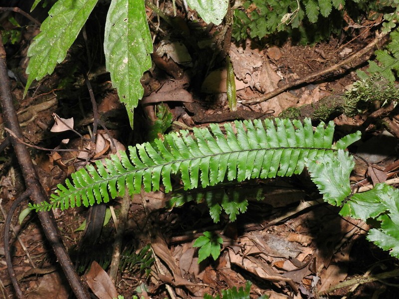 Hymenasplenium cheilosorum photo 8