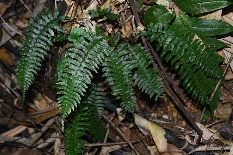 Hymenasplenium chingii