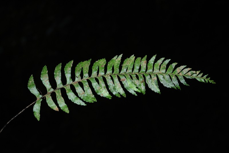 Hymenasplenium chingii photo 2