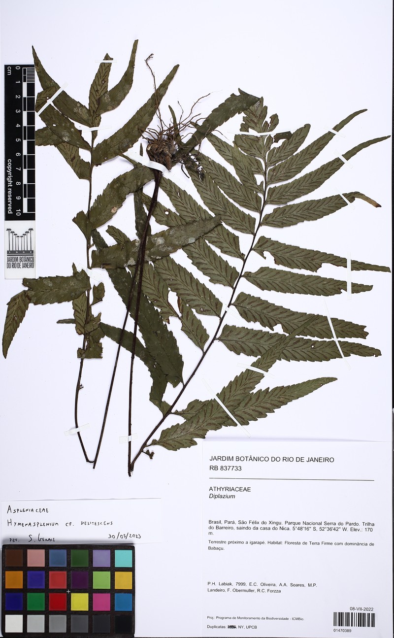 Hymenasplenium delitescens