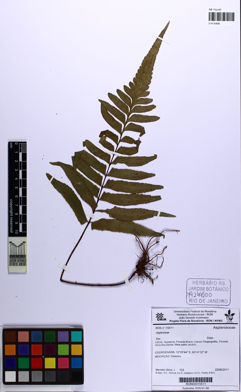 Hymenasplenium delitescens photo 2