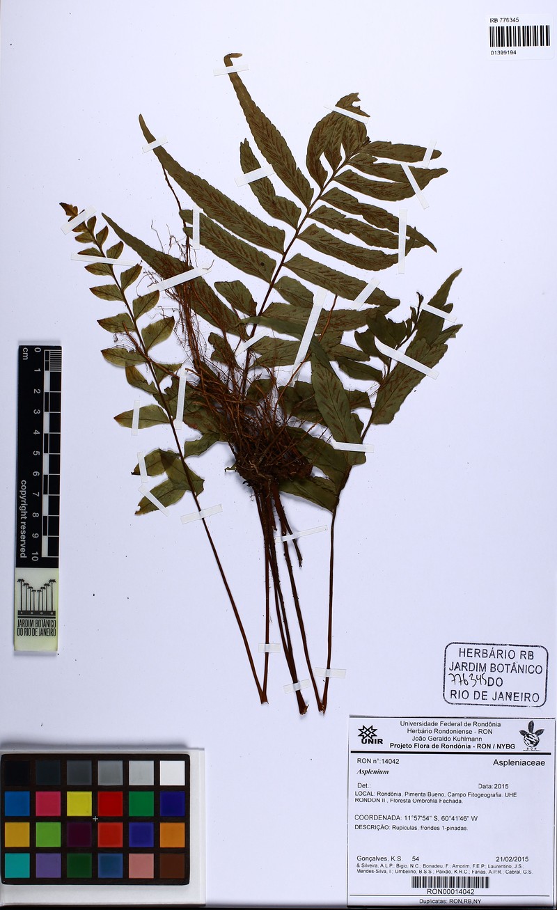 Hymenasplenium delitescens photo 3