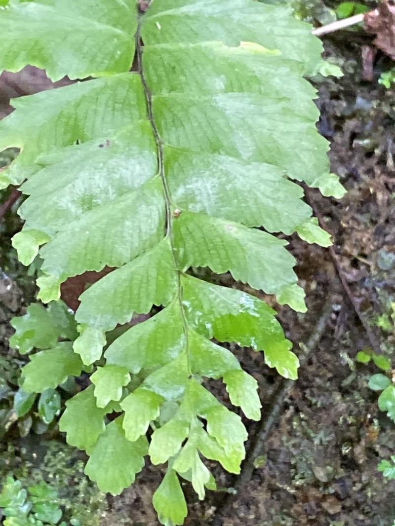 Pamoho