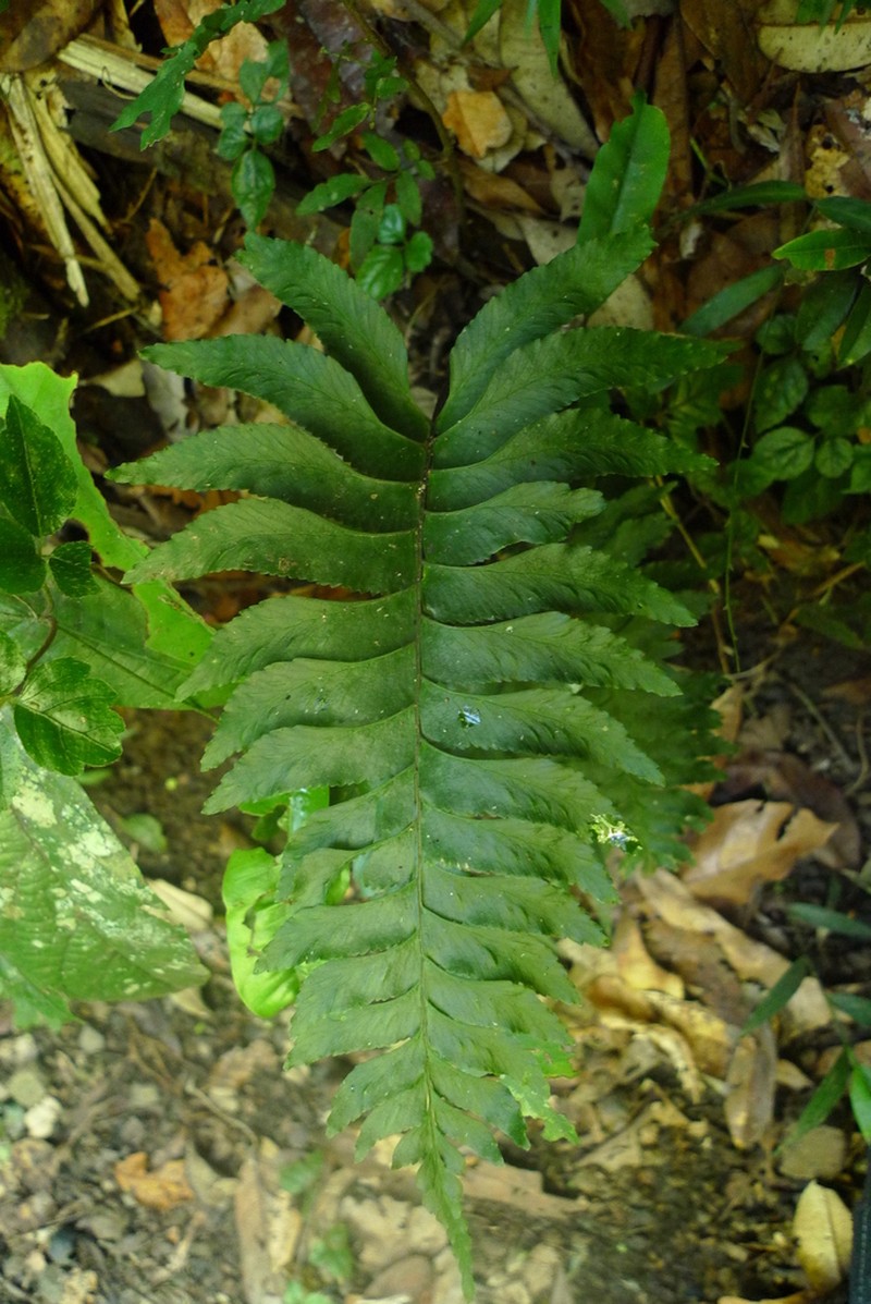 Pamoho photo 4