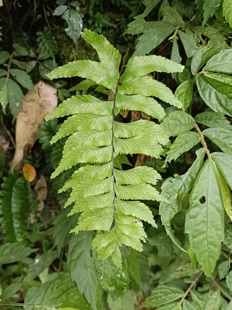 Pamoho photo 5